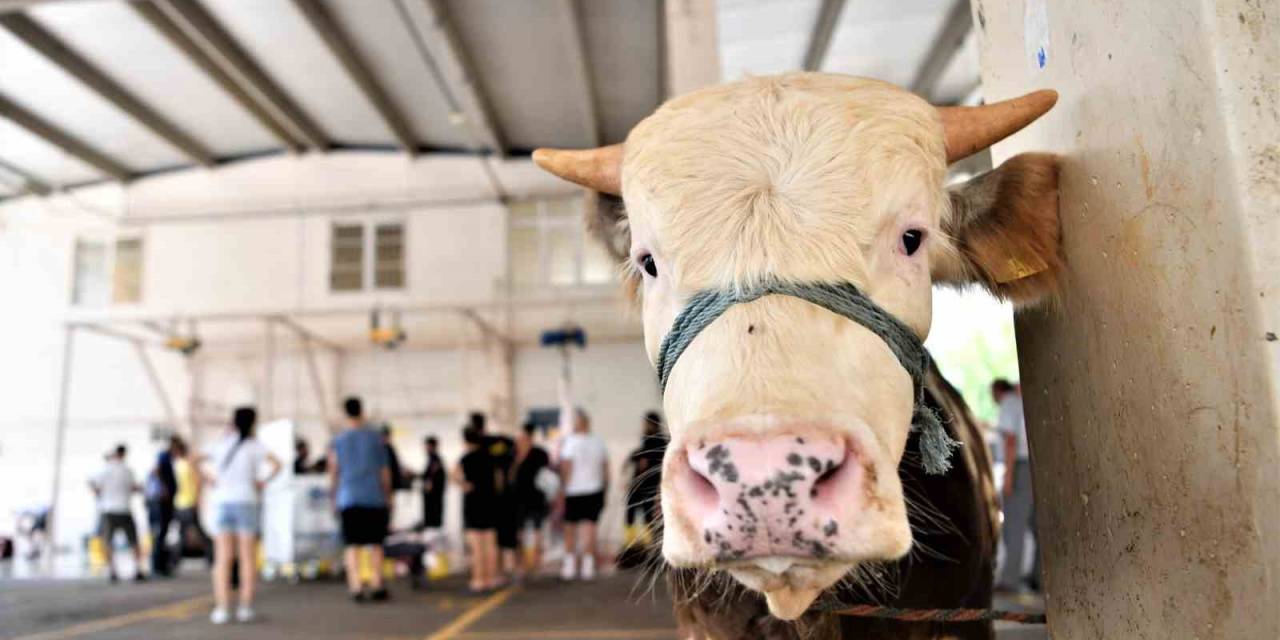 Konyaaltı’nda 3 Noktada Ücretsiz Kurban Kesimi