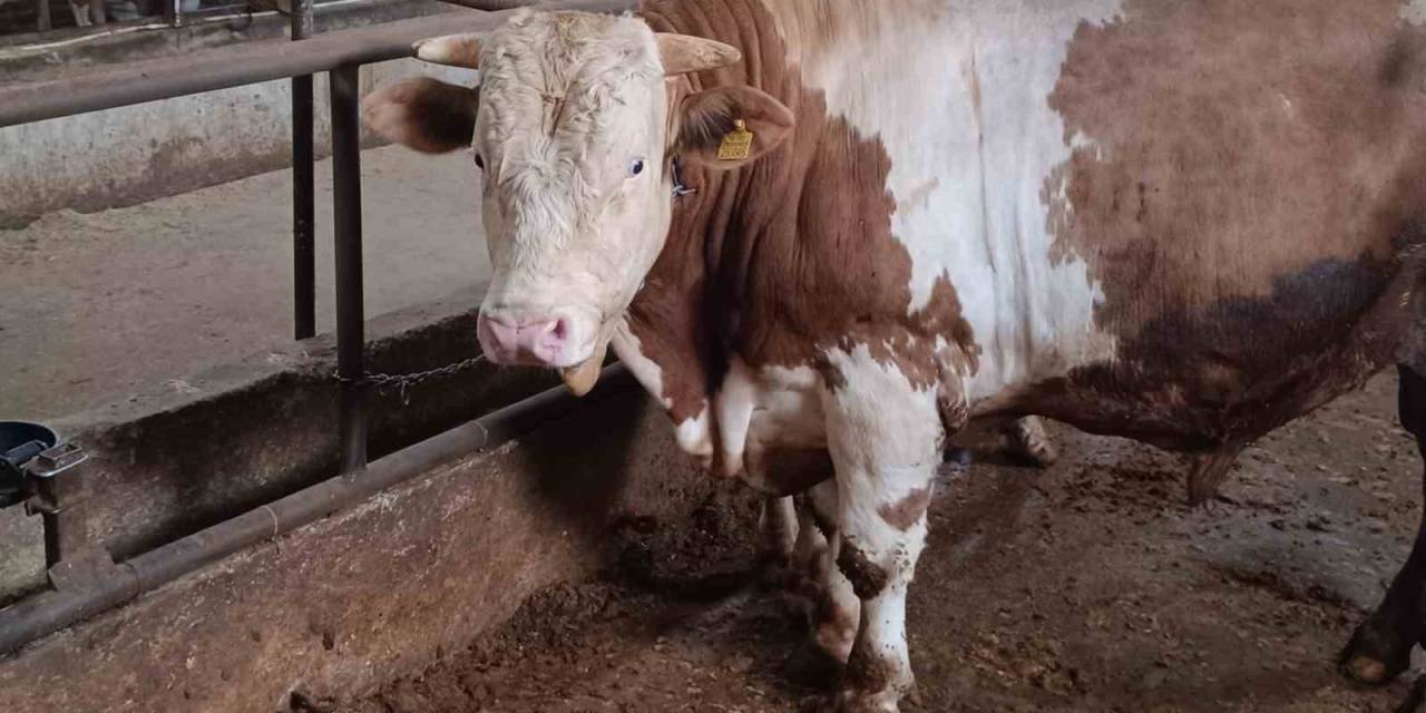 Bu Kurbanlığın Benzeri Çok Az, Bin 850 Kiloluk ‘Paşa’ Yeni Sahibini Bekliyor