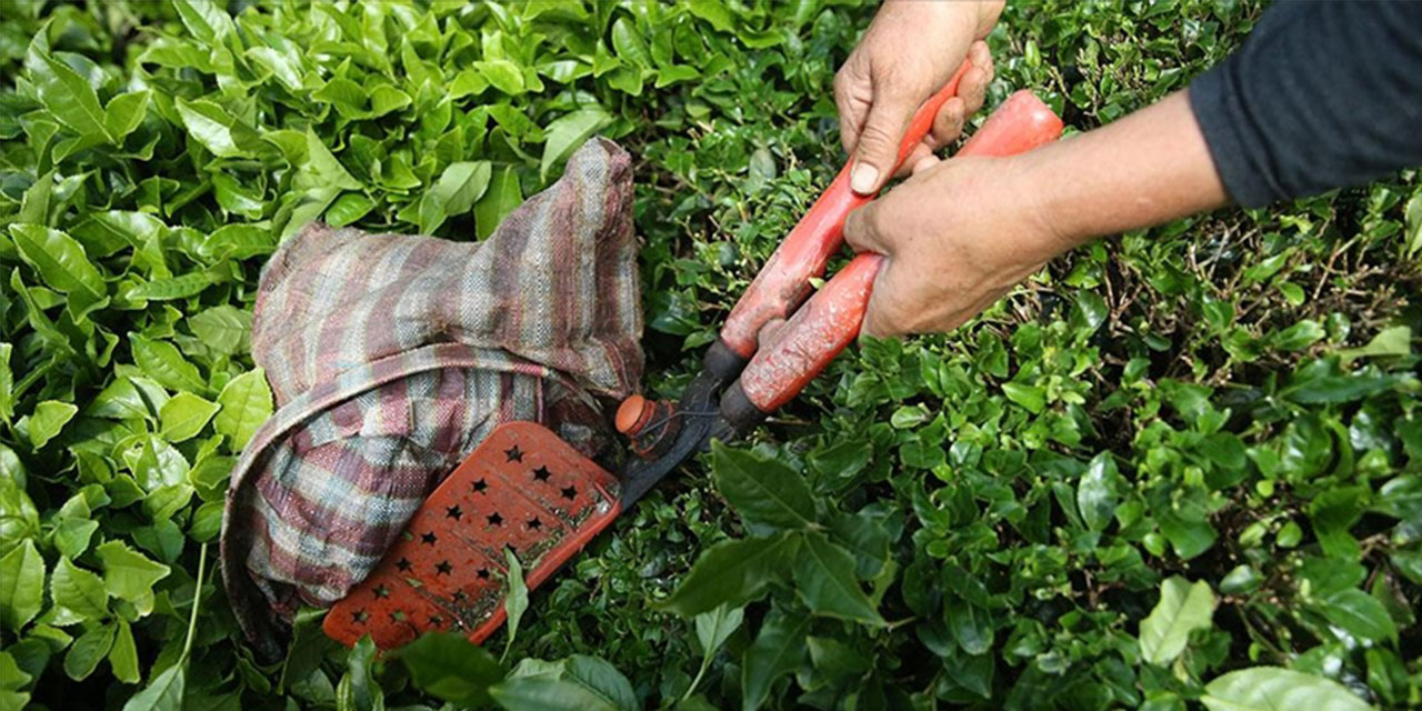 ÇAYKUR, 2. Sürgünde 280 Bin Ton Yaş Çay Aldı