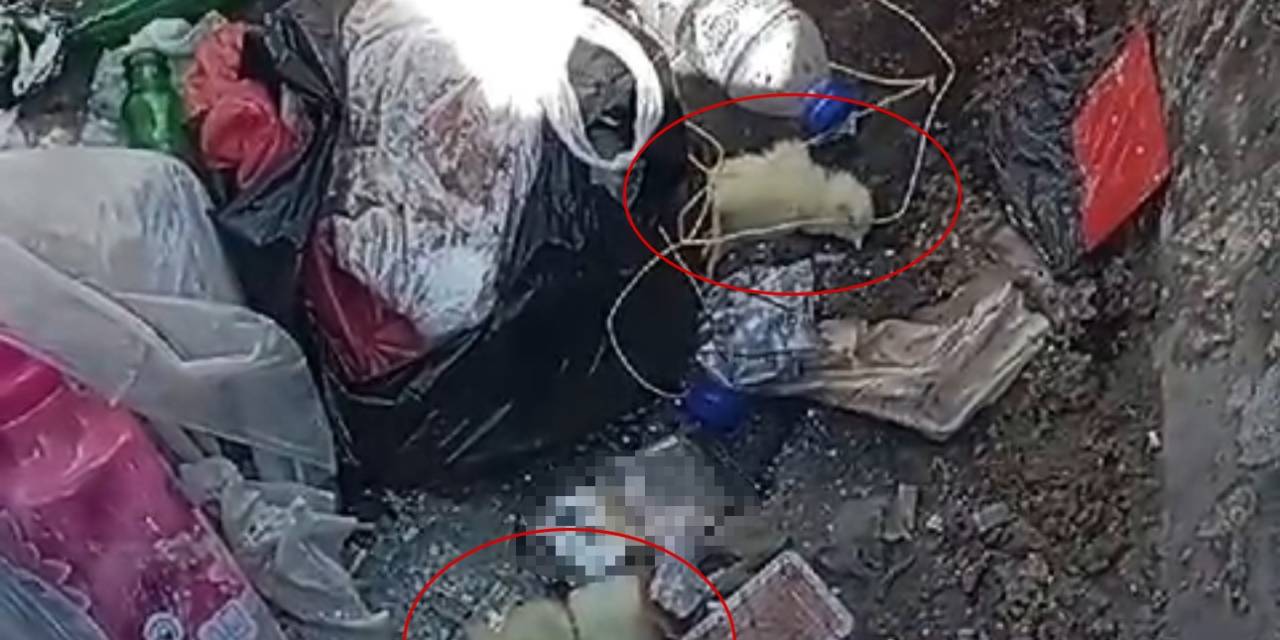 Canlı Civcivi Çöpe Attılar