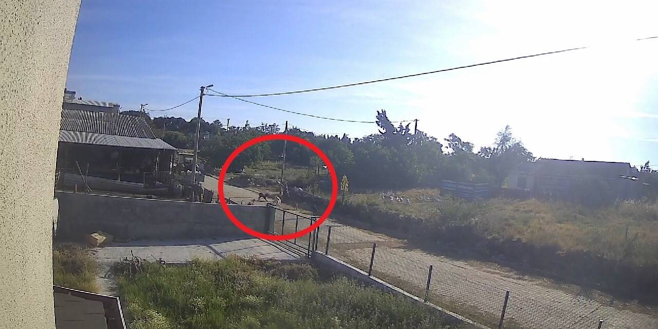 Bandırma’da Başıboş Köpek Dehşeti Kamerada...kadın Çığlıklar İçinde Yerde Kaldı