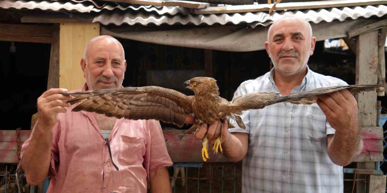 Arnavutköy’de Hayvanlarını Otlatırken Yaralı Şahin Buldu