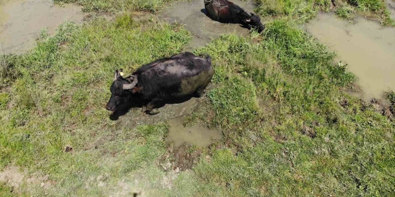 Sıcaktan Bunalan Mandalar Çareyi Çamur Banyosunda Buldu