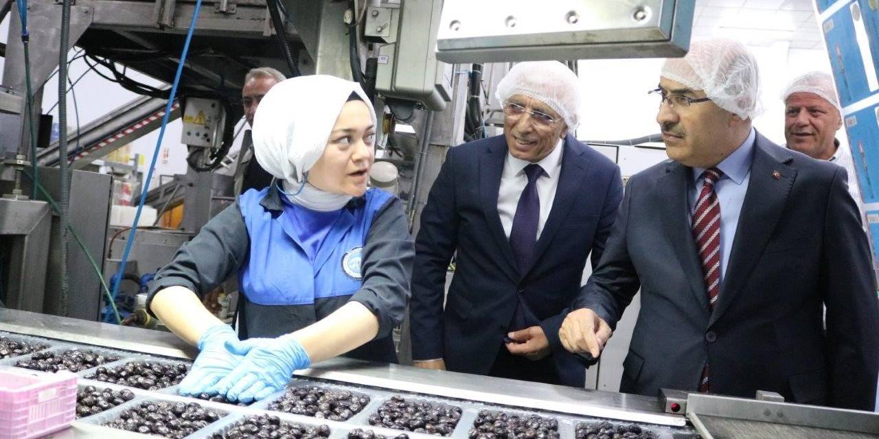 Vali Demirtaş: "Marmarabirlik Zeytin Üreticisinin Can Simidi"