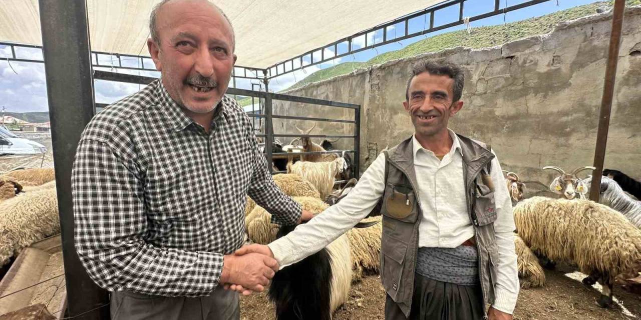 Yüksekova’da Kurbanlıklar Görücüye Çıktı