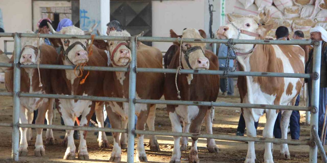 Kurban Pazarlarında Hareketlilik Yaşanıyor