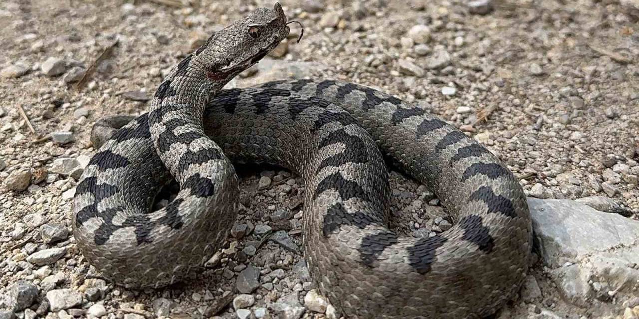 Isırdığında Öldüren Yılan Türü Bolu’da Görüntülendi