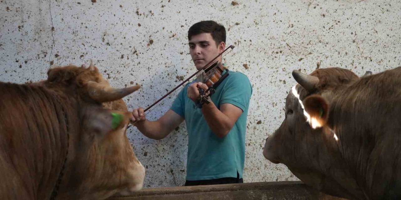 Kemanın Melodisiyle Büyüyen Kurbanlıklar