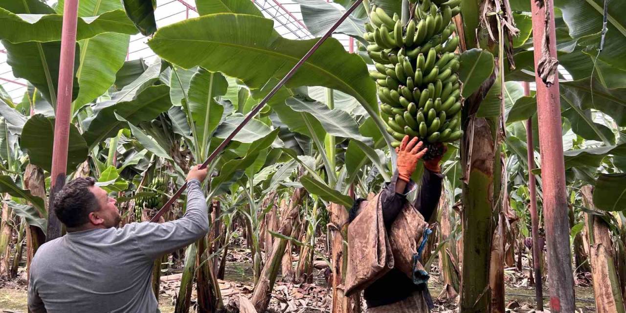Deprem Bölgesinde Bereketli Hasat: Muz Seradan 32 Tl’den Alıcı Buluyor