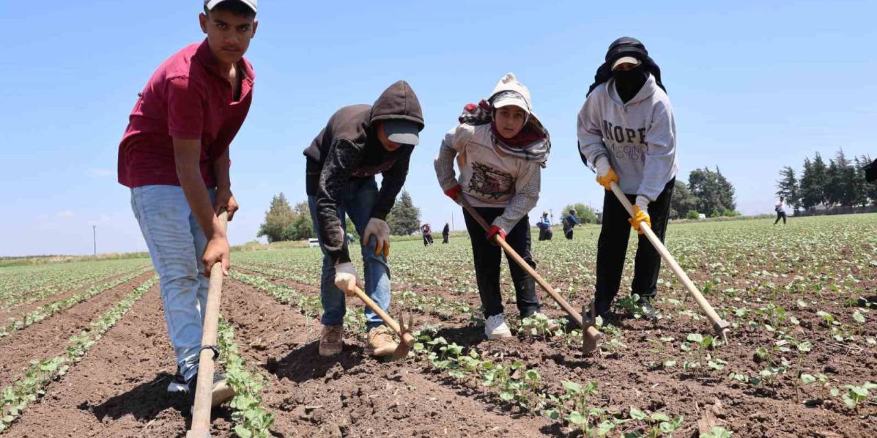 Amik Ovası’nda Pamuğun İpliğe Yolculuğunda Zorlu Çapa Mesaisi