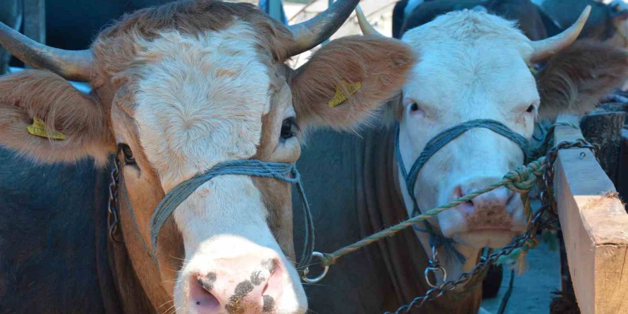 Şap Hastalığında 3. Doz Aşısı Vaka Sayısını Yüzde 53 Düşürdü