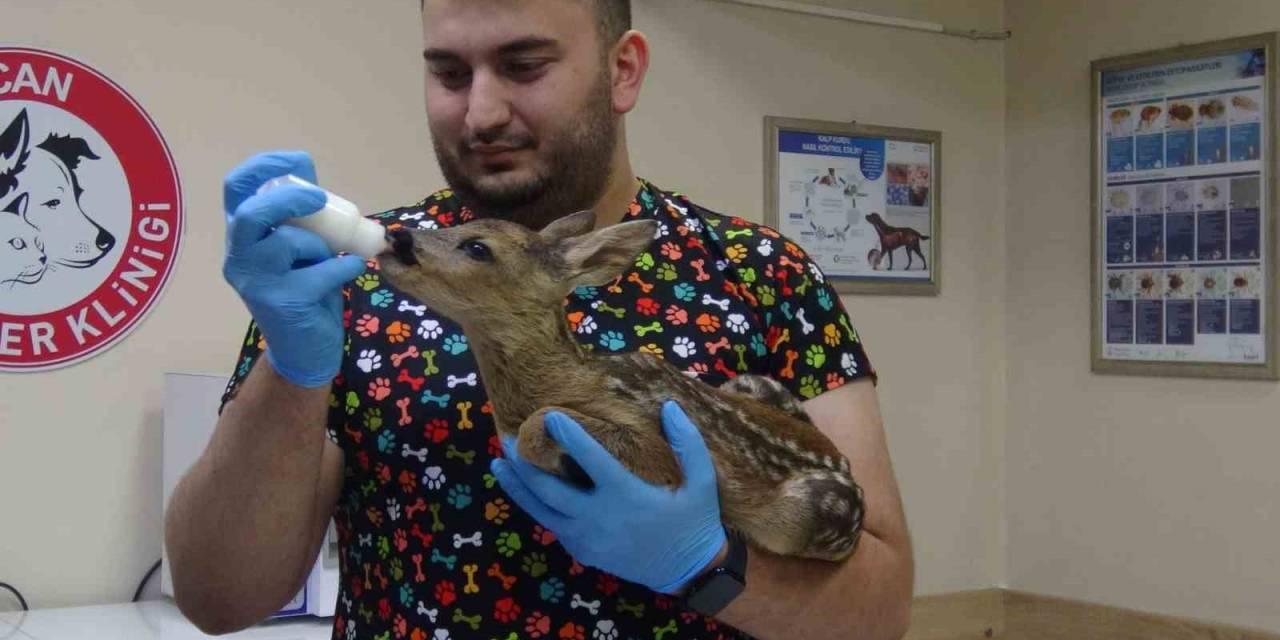 Artvin’deki Veteriner Kliniği Evcil Hayvanlar Dışında Yaban Hayvanlarına Da Hizmet Veriyor