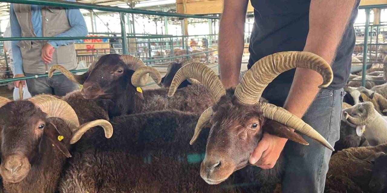 Bu Koçları Gören Fotoğraf Çekmeden Gitmiyor