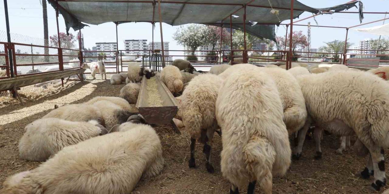 Çukurova’da Kurban Satış Alanları Denetleniyor