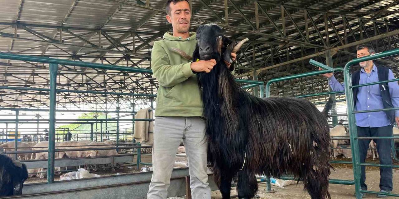 Bu Keçi Danalara Rakip Oldu