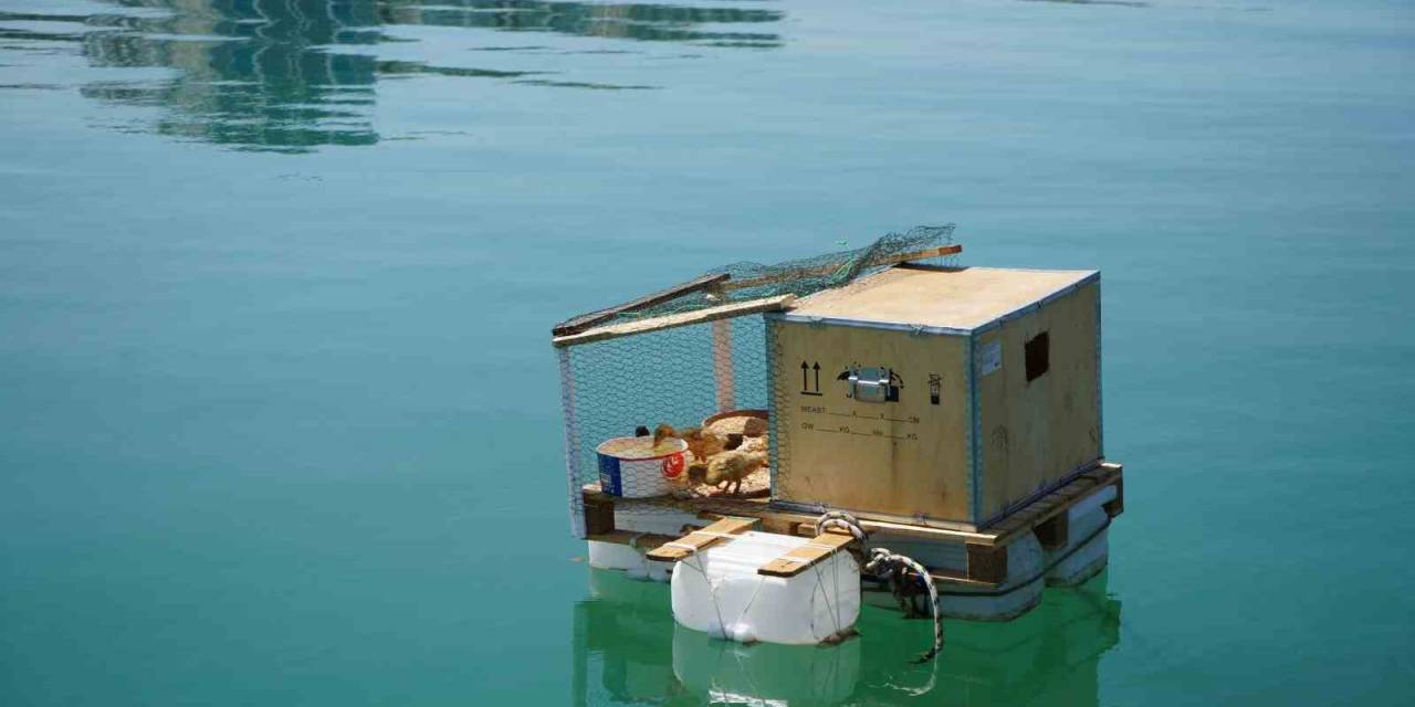 Bu Da ‘Yüzen Kümes’