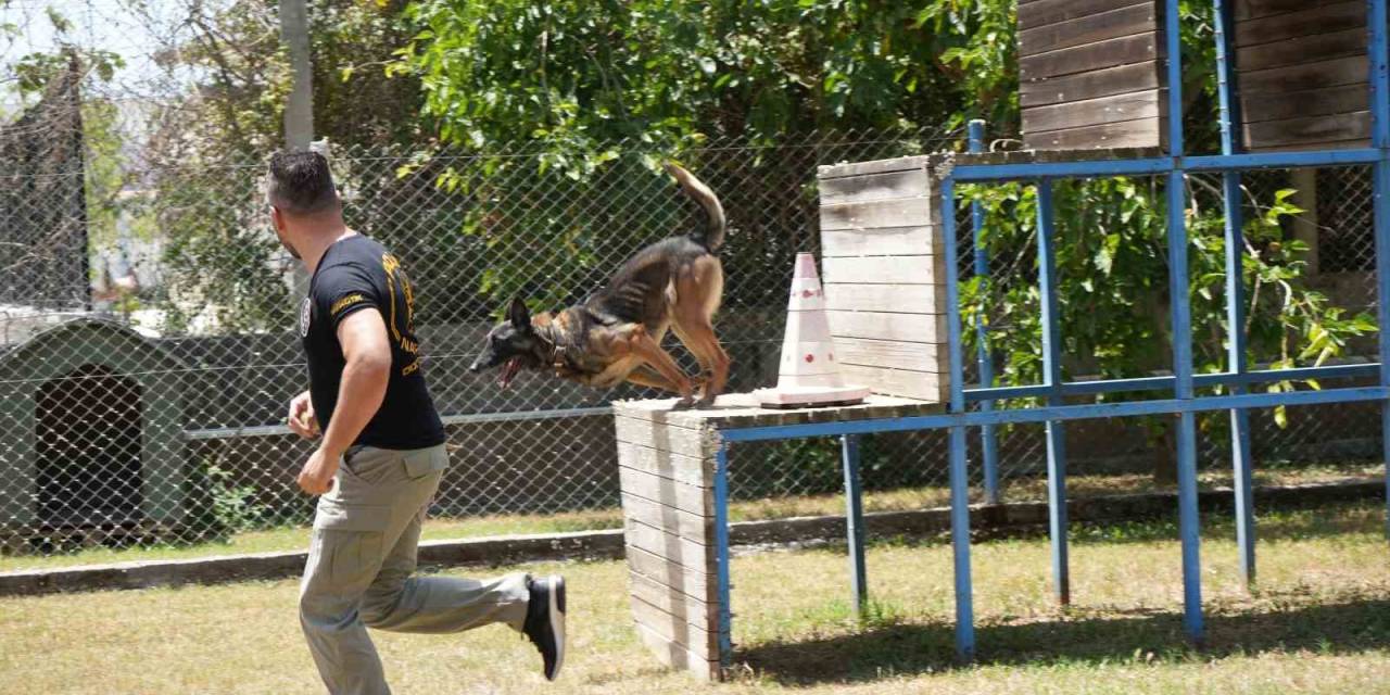Antalya’da Para Ve Madde Kokusuna Duyarlı Köpekler Operasyonların Kurtarıcısı