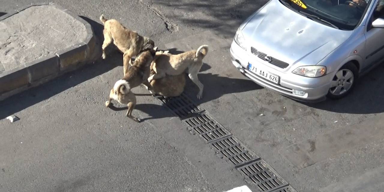 Şanlıurfa’da Başıboş Köpeklerin Kavgasını Vatandaşlar Ayırdı