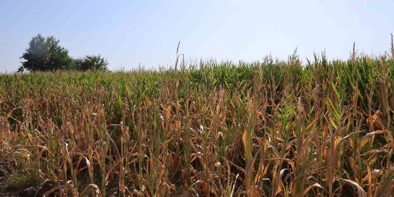 Yüzlerce Dönüm Ekili Mısır, Sulanamayınca Olgunlaşmadan Kurudu