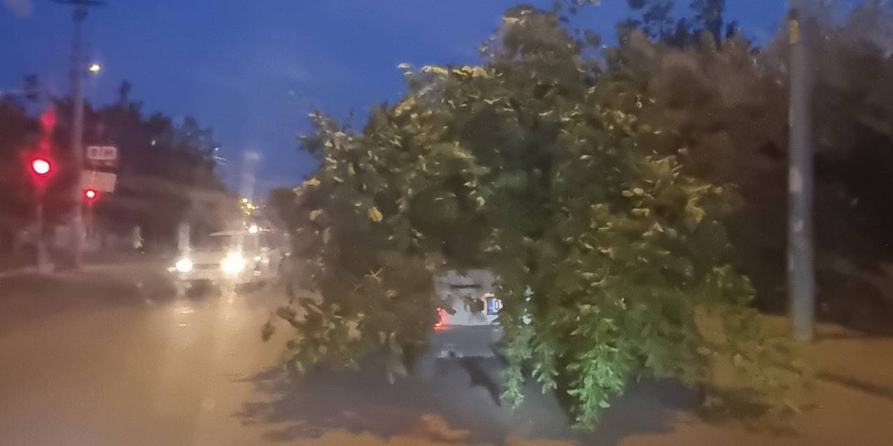 Kozan’da ’ağaç Otomobil’i Görenler Hayrete Düştü