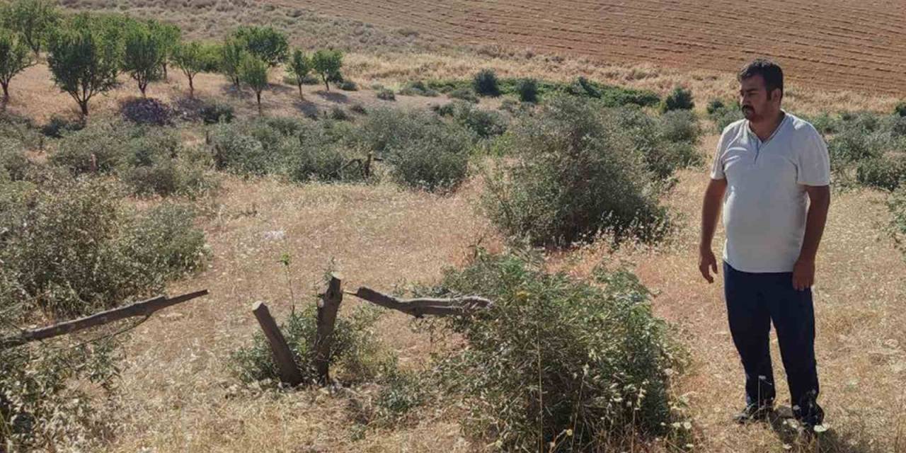 Tarlaya Gidince Gözlerine İnanamadı