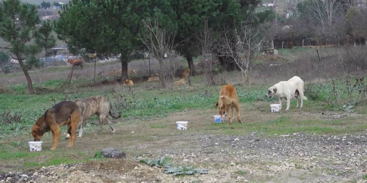 Büyükçekmece Belediye Başkanı Akgün: “Devlet Katkı Sağlarsa Sokak Hayvanları Sorunu 5 Yılda Çözülür”