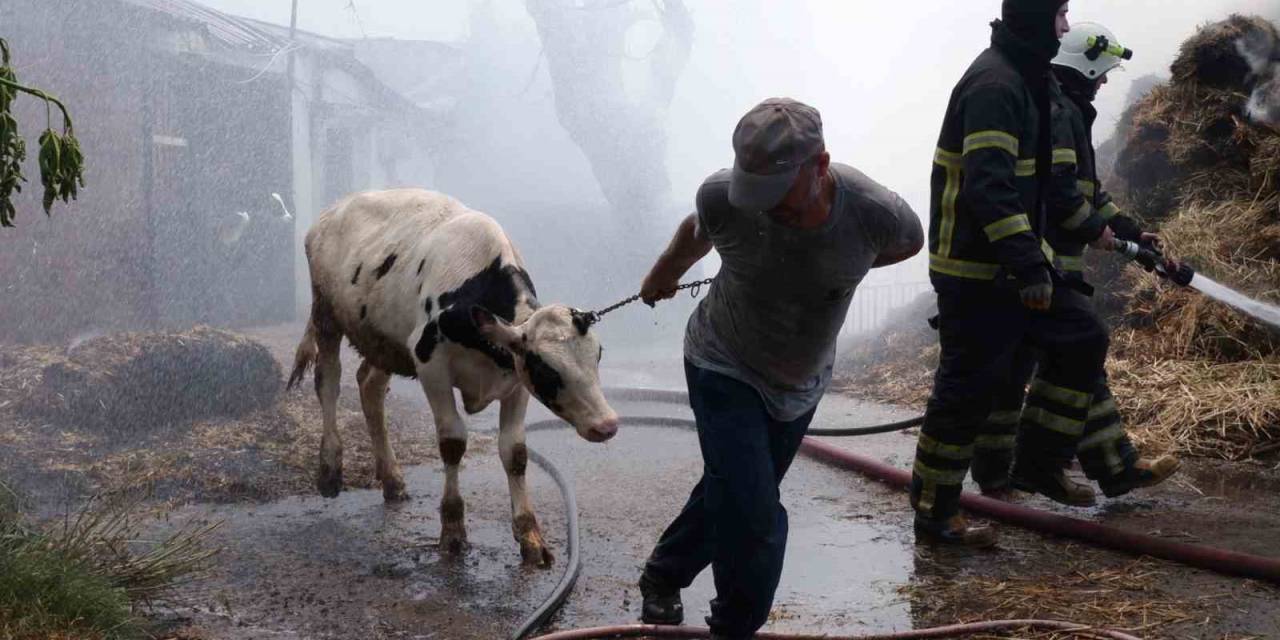 Hayvanları Kurtarmak İçin Canı Pahasına Alevlerin Ortasına Girdi