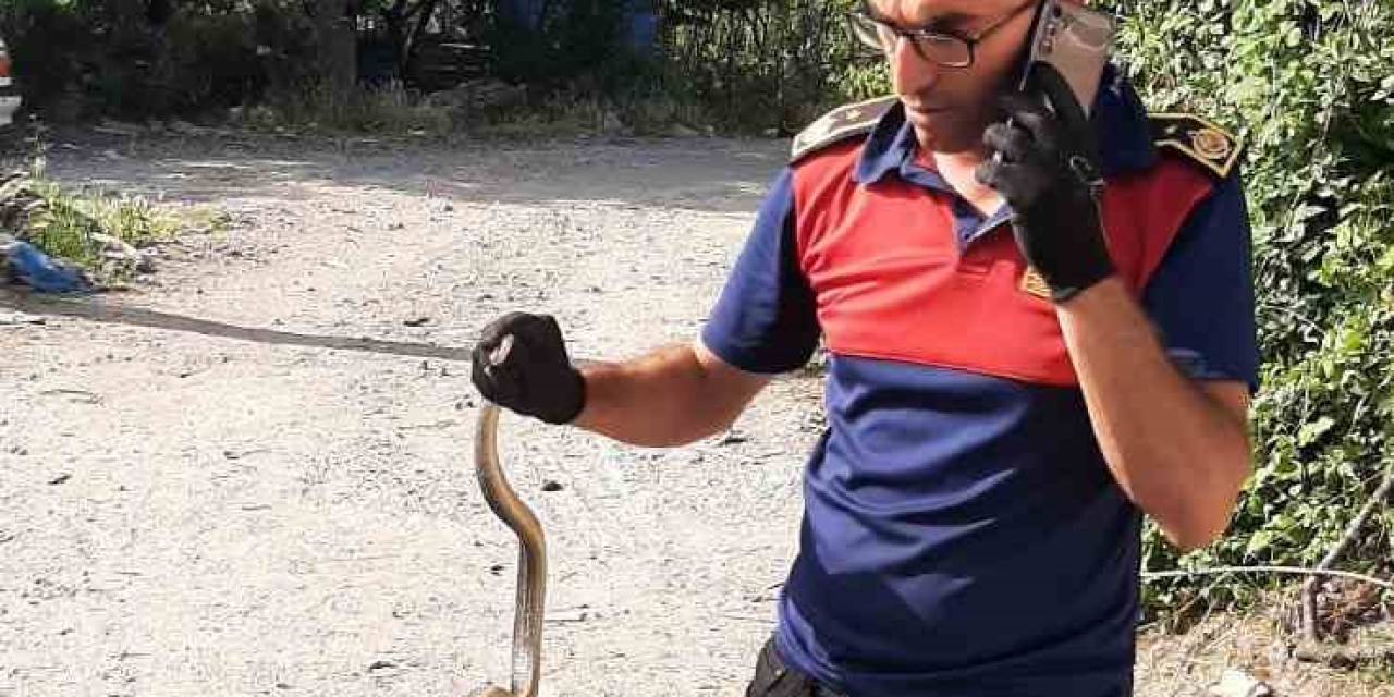 İş Yerine Giren Yılanı İtfaiye Ekipleri Yakalayıp Doğaya Saldı