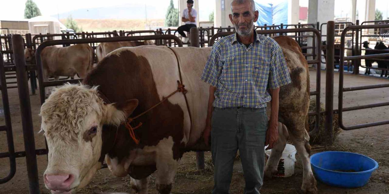 Kurban Pazarının En Büyük Tosunu 230 Bin Liraya Satışta