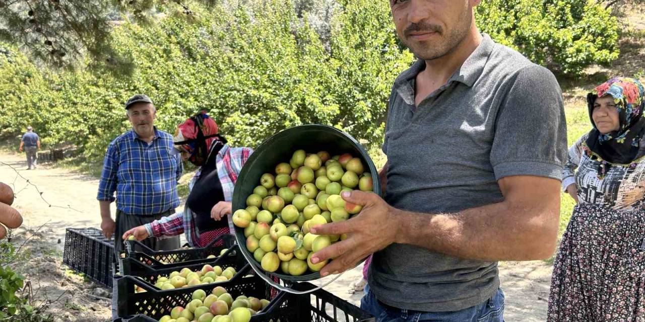 Kavurucu Sıcakta Zorlu Hasat: Kayısı Tarladan 25 Tl İle 30 Tl Arasında Alıcı Buluyor