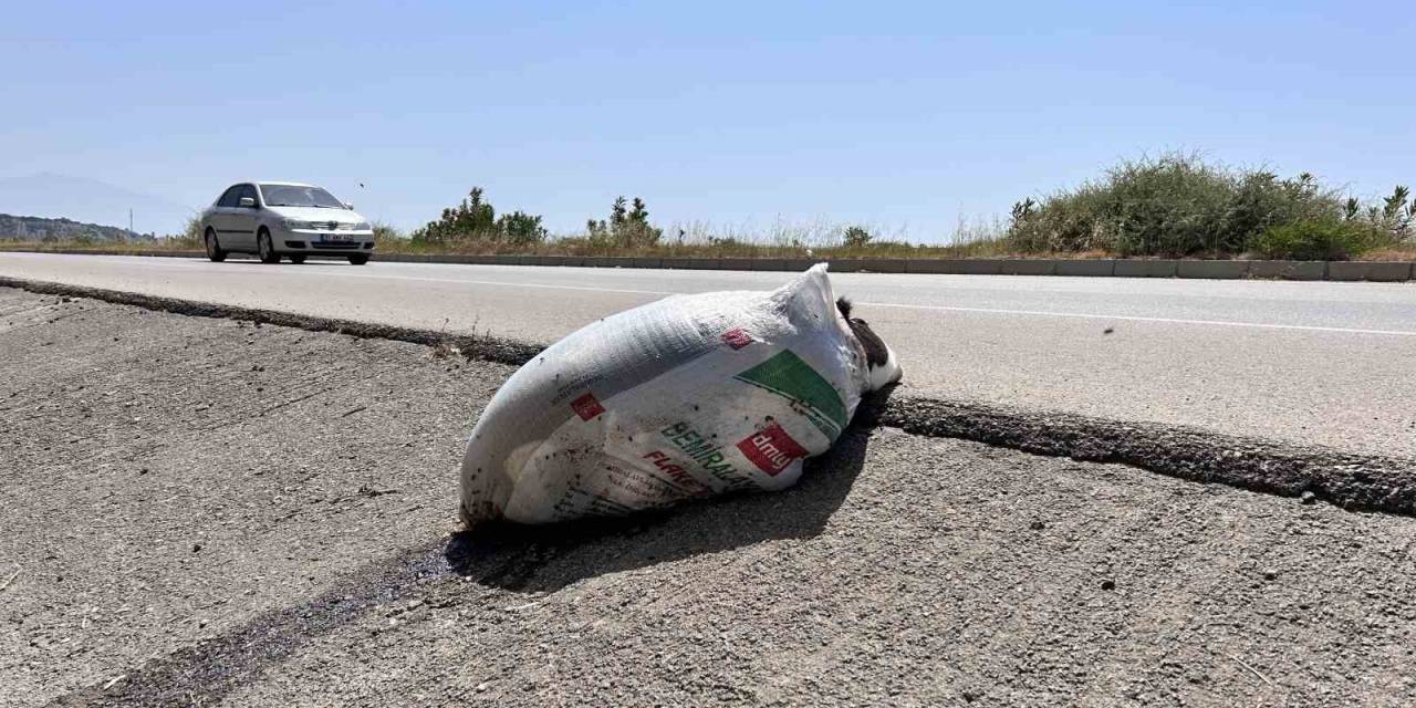 Telef Olan Buzağıyı Çuvala Koyup Yol Kenarına Attılar