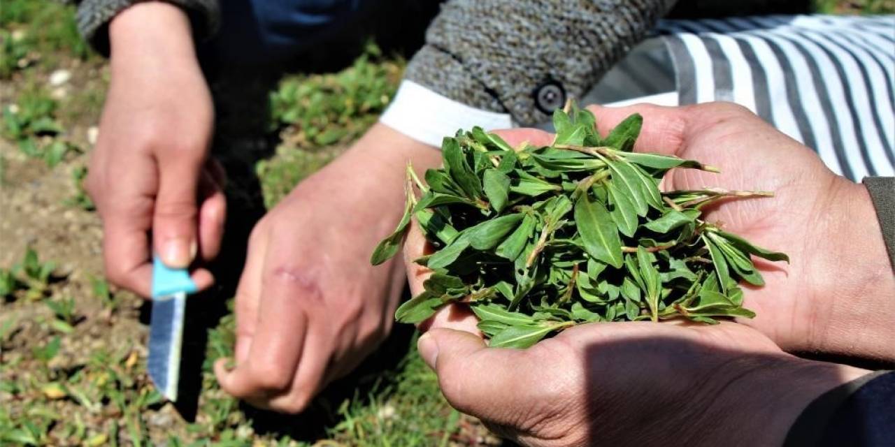 Türkülere Konu Olan ’madımak’ Tüm Dünyaya Şifa Olacak