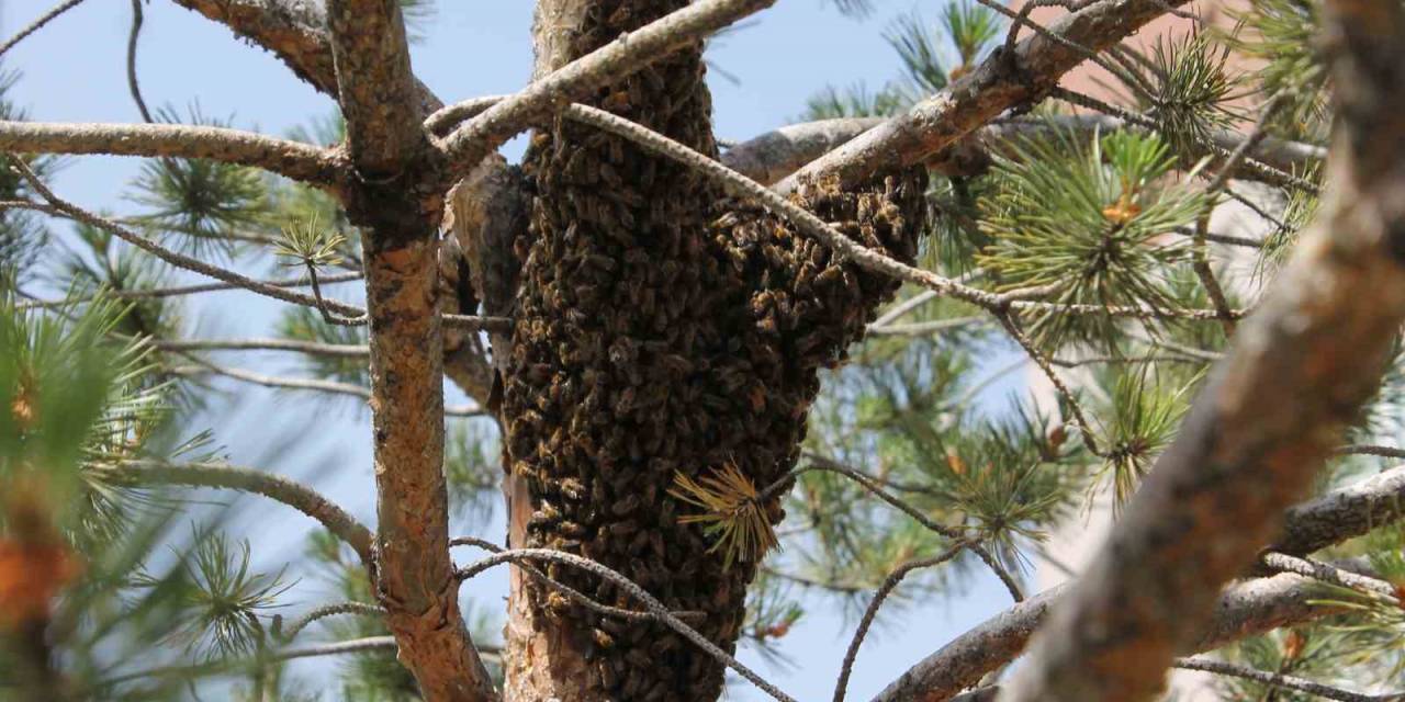Şehrin Göbeğinde Oğul Veren Arı Operasyonu