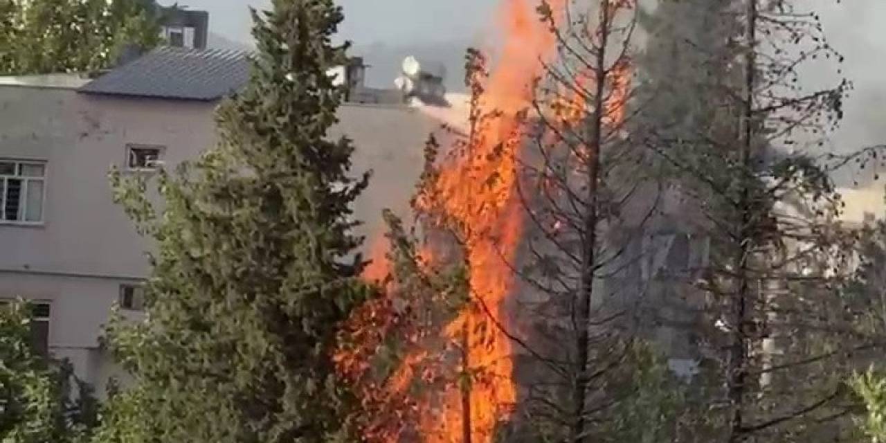 Çam Ağaçları Cayır Cayır Yandı