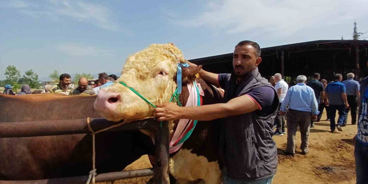 Son Kurbanlığının Boynuna 7 Tane Altın Takarak Satışa Çıkarttı