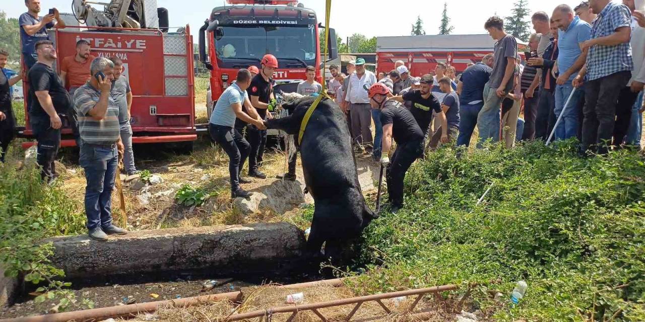 Satmak İçin Getirdiği Kurbanlığı Rögar Çukuruna Düştü