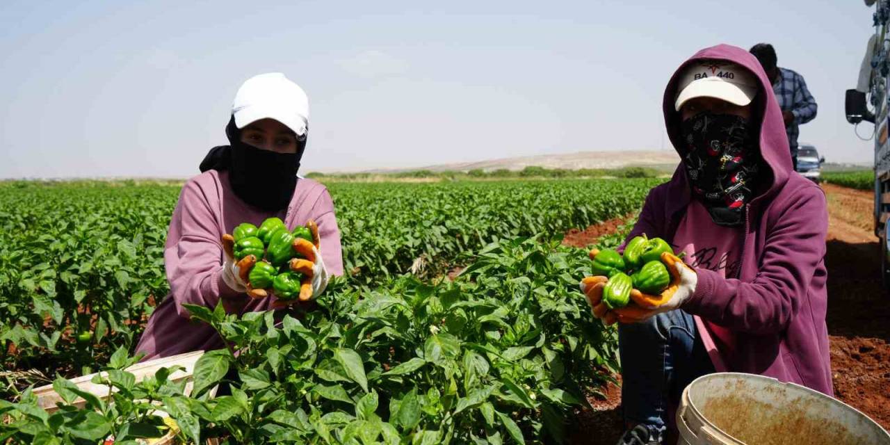 Kilis’te Kavurucu Sıcak Altında En Acı Hasat