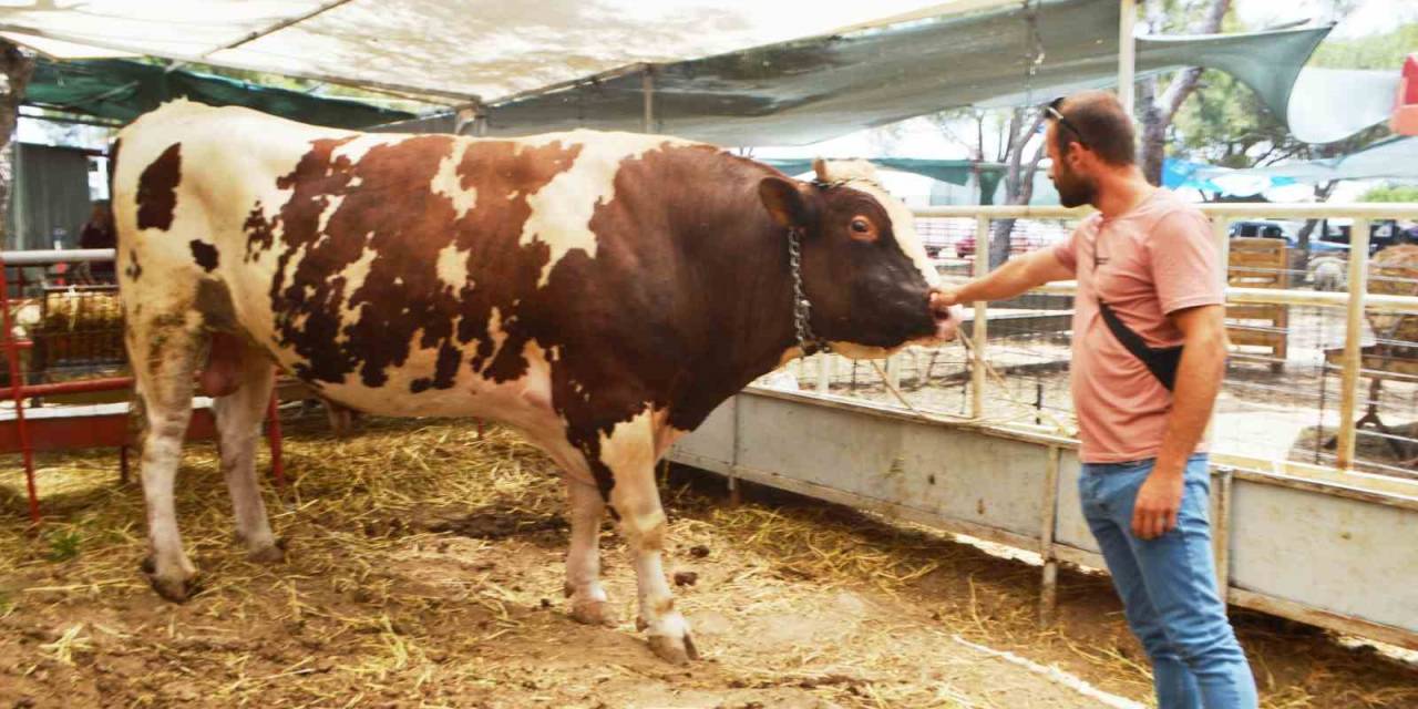 Ayvalık’ta Yaklaşık 1 Buçuk Tonluk ’paşa’ Kurban Pazarı’nın Gözdesi Oldu