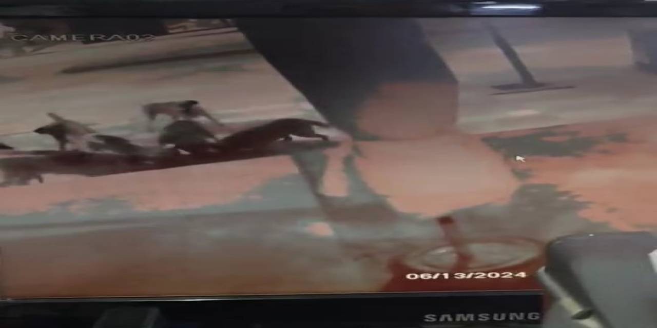 Elazığ’da Başıboş Sokak Köpekleri Kediyi Parçaladı