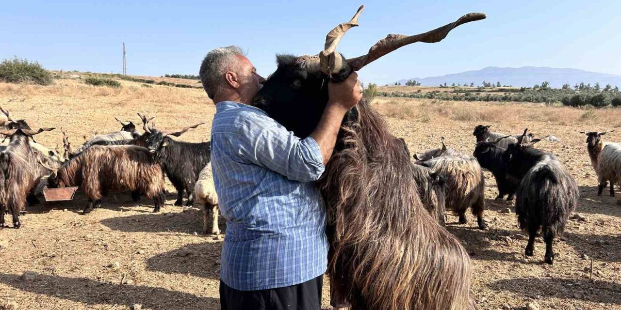 Sattığı Kurbanlıklarla Duygusal Bağ Kuran Adam Yaptıklarıyla Gülümsetiyor