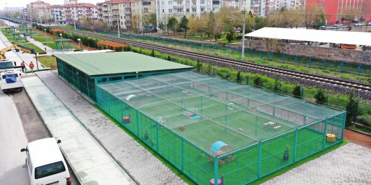 Bu Kasabada Kediler Otel Konforunda Yaşıyor