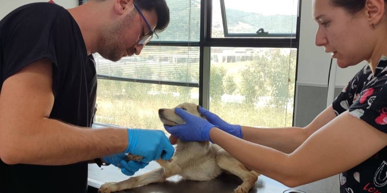 Yangından Kurtarılan Can Dostların Bakımı Sürüyor