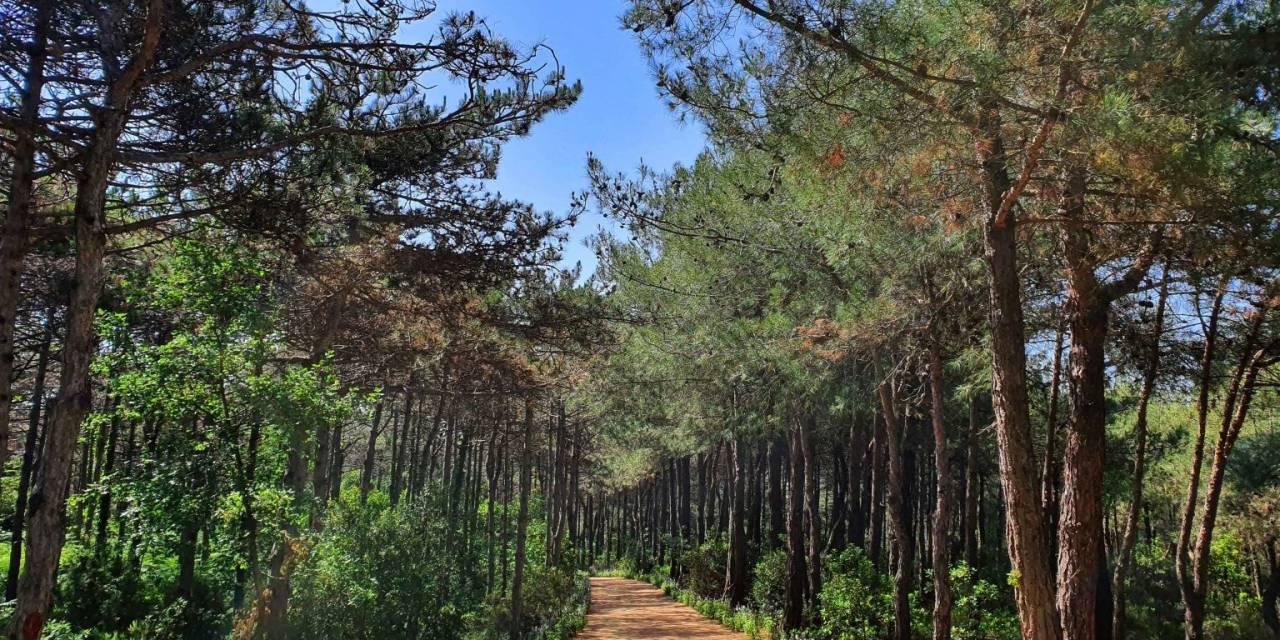 Tekirdağ’da Ormanlara Girişler Yasaklandı