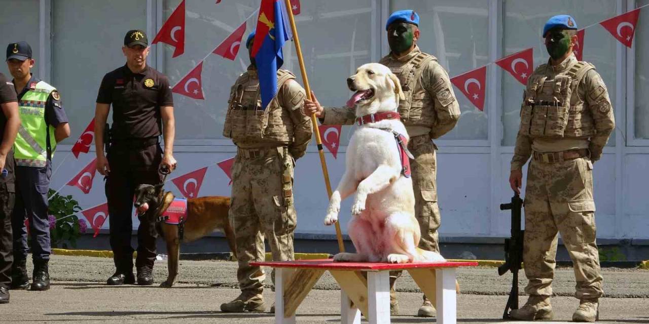 Giresun’da Jandarmadan Nefes Kesen Gösteri