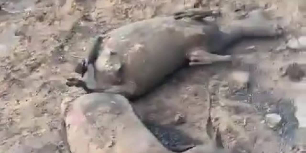 Yangında Yürek Yakan Görüntü: Koyun Sürüsü Alevlerin Arasında Kaldı