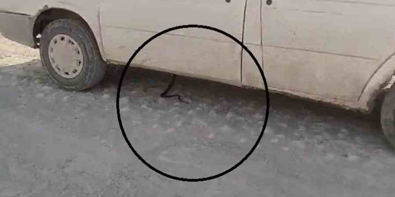 İzleyenleri Gülümseten Yılan Kovalamacası Araçta Son Bulunca Yaşanan Panik Kamerada