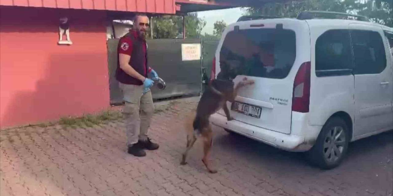 Torbacılar Yakalanınca “Kraliçe Arı” Taşıdıklarını Söyledi