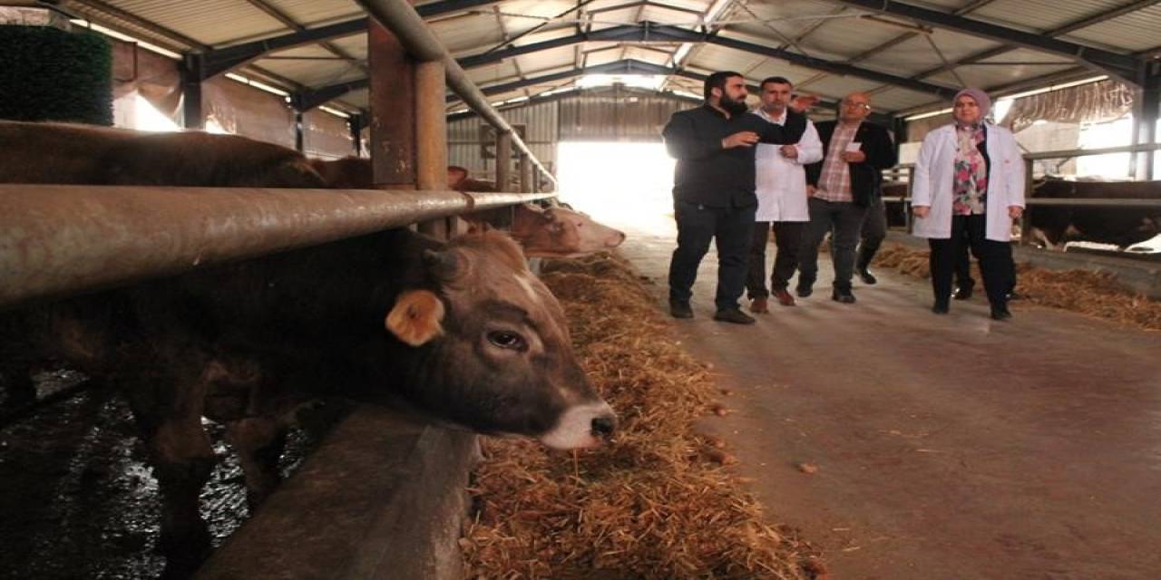 Düzce’de 9 Bin Büyük, 3 Bin 500 Küçükbaş Hayvan Kesilecek