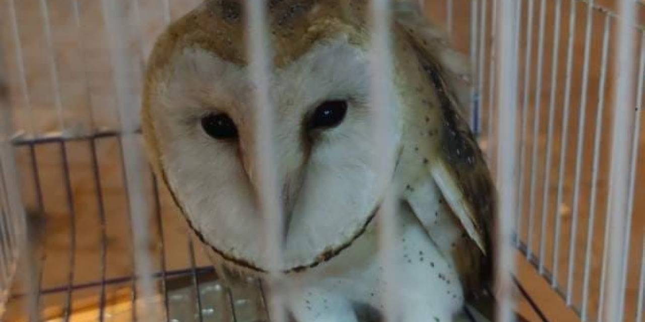 Yaralı Baykuşu Karacabey Esnafı Kurtardı