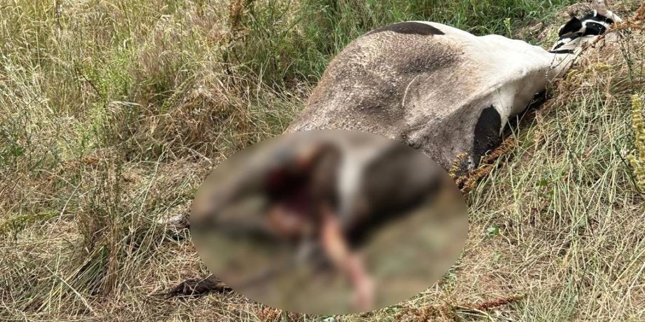 Erdek’te Bir İnek, Yırtıcı Hayvan Saldırısına Uğradı